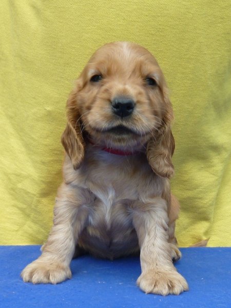 7. Gina pod Ořechem-červená.JPG